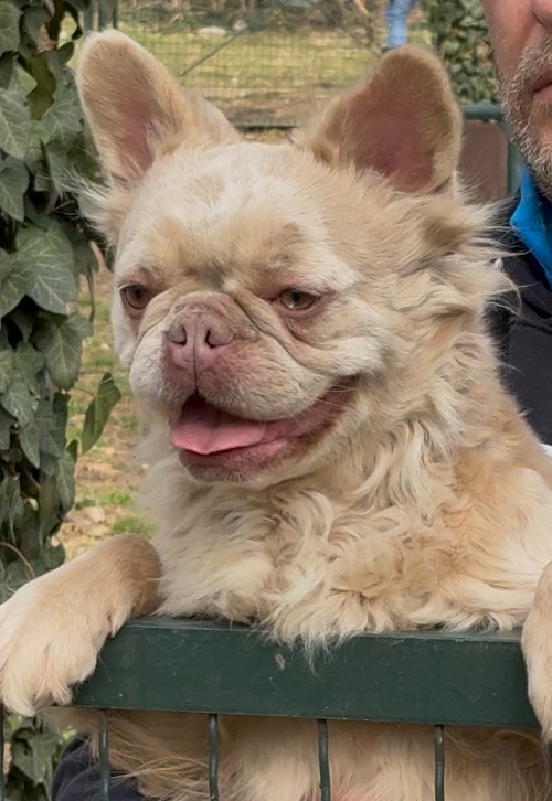 Francuski buldog, zenka u teranju 