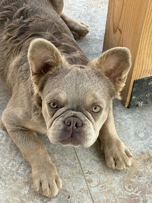 Francuski Buldog zenka 