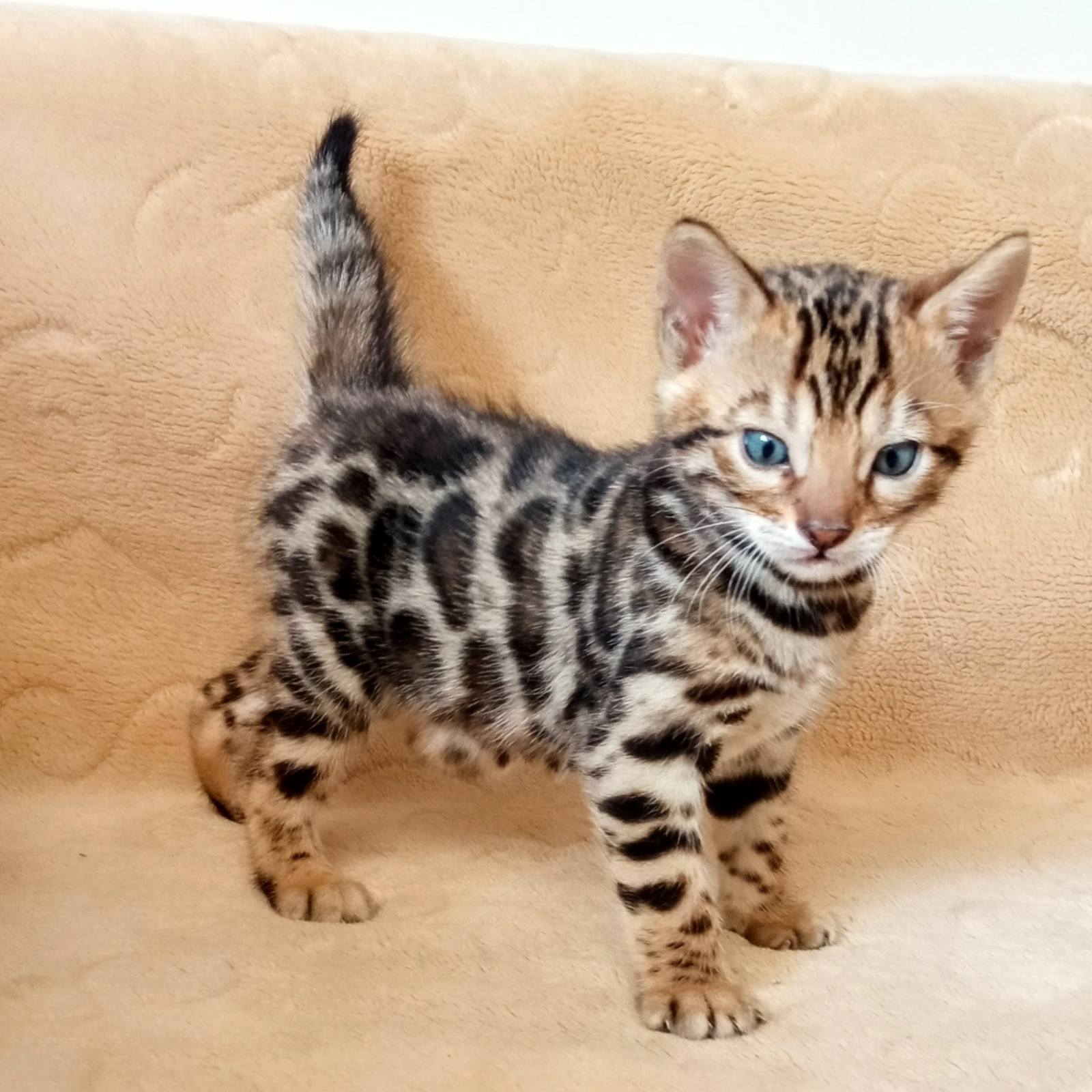 MMaestro bengal macici