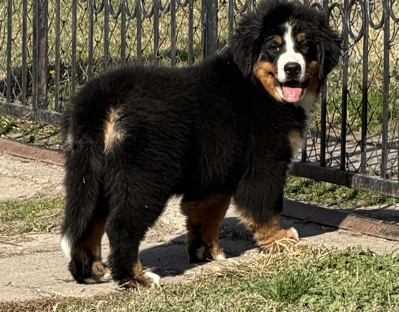 Na prodaju stenci bernskog planinskog psa, odlicnog kvaliteta
