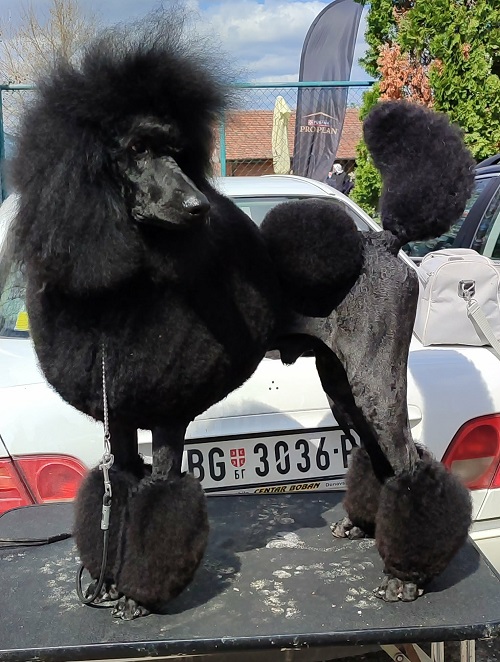 Vrhunsko leglo VELIKIH PUDLI 