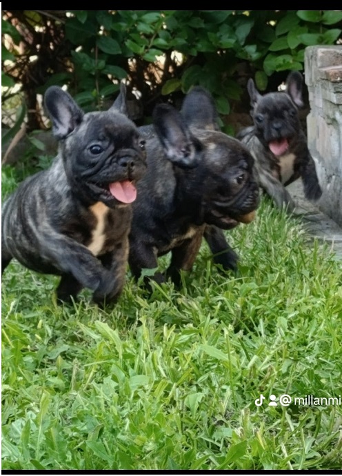 Francuski budog 