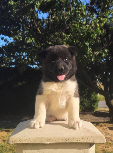 Američka Akita, prelepi štenci