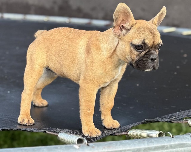 Francuski Buldog