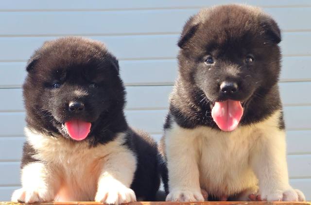Američka Akita, vrhunski štenci