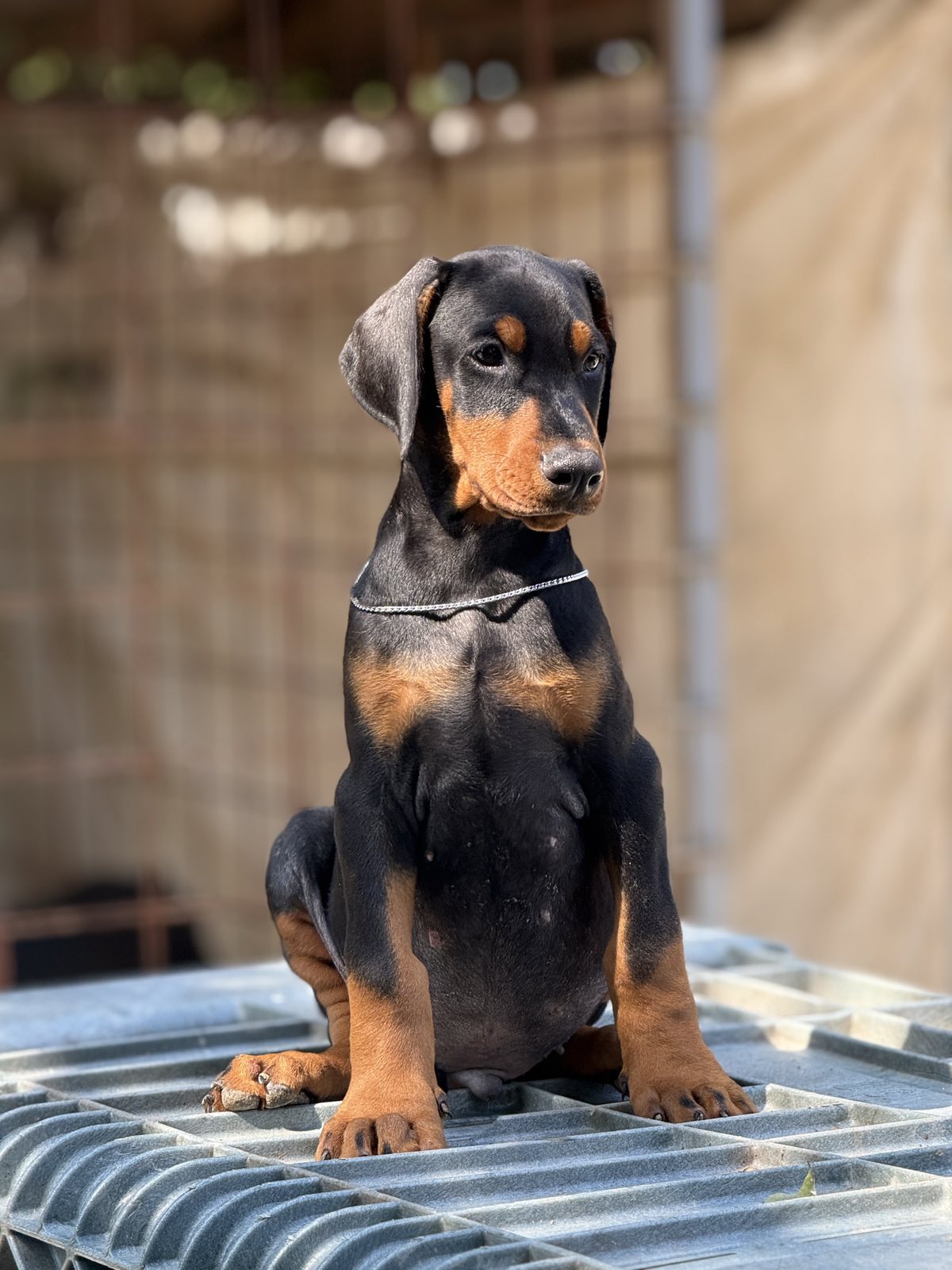 Prodaju se prelepi štenci dobermana, rodjeni 02.07.2025.