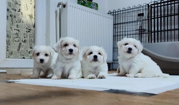 Coton de Tulear 