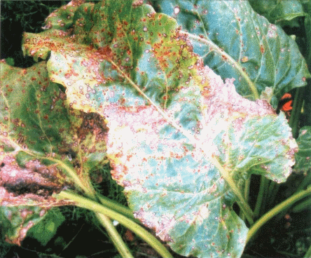 Cerkospora javlja se prvo na starijem lišću rozete u vidu
zonom mrkocrvene boje