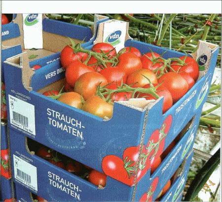 Vrhunska tehnologija za vrhunski kvalitet paradajza