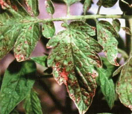Simptom virusa bronzanovosti na paradajzu. Sa paradajza se prenosi na papriku