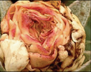 Oštećenja od gusenica na ruži
