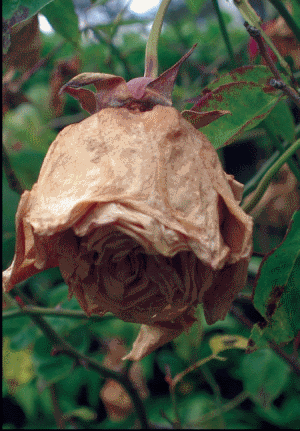 Simptomi sive plesni na cvetu ruže