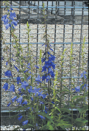 Cambell Blue - 100% cveta u prvoj godini