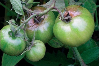 Simptomi plamenjače na paradajzu.