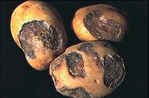 Simptomi crne pegavosti na krtolamama krompira