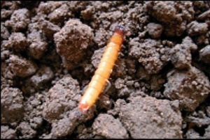 Larva žičnjaka