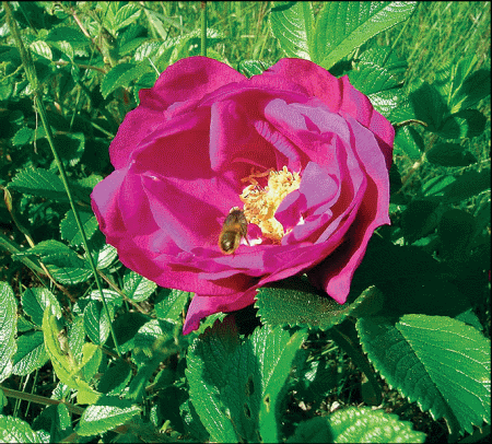 Divlja ruža - Rosa Rugosa