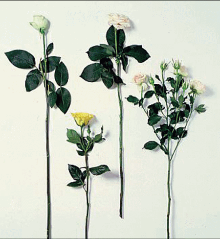 Čajno - hibridne ruže