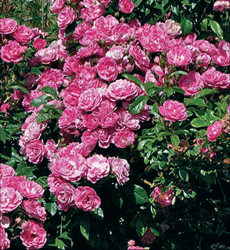Polianta hibridne ruža