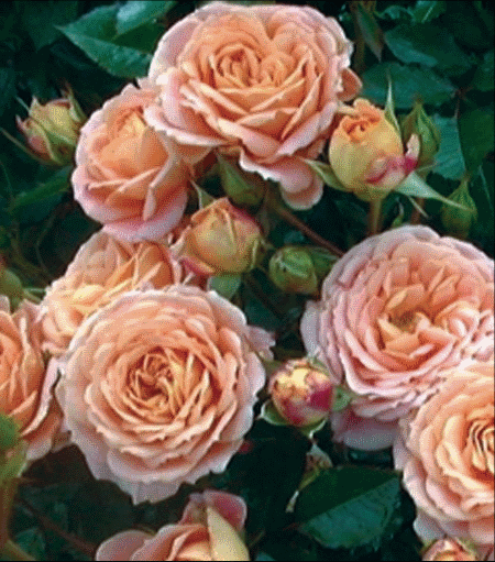 Floribunda ruže