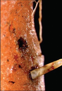 Oštećenja mrkvina muva