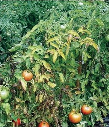 Fuzariozno uvenuće paradajza