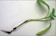 Simptomi truleži korena - Phythophora nocotiae
