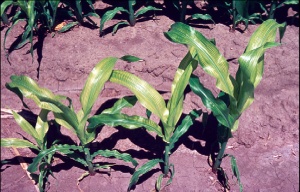 Simptomi nedostatak gvožđa u ishrani kukuruza