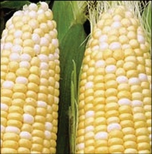 Neki od hibrida kukuruza šećerca