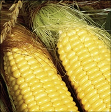 Neki od hibrida kukuruza šećerca