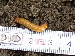 Larva žičara