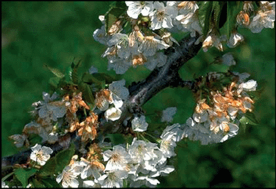 Simptomi monilioze na cvetu višnje