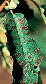 Šljivin savijac-larva u plodu