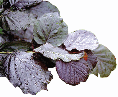 Corylus maxima purpurea