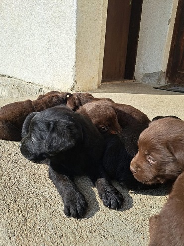 Labrador štenci na prodaju,čokoladni i crni
