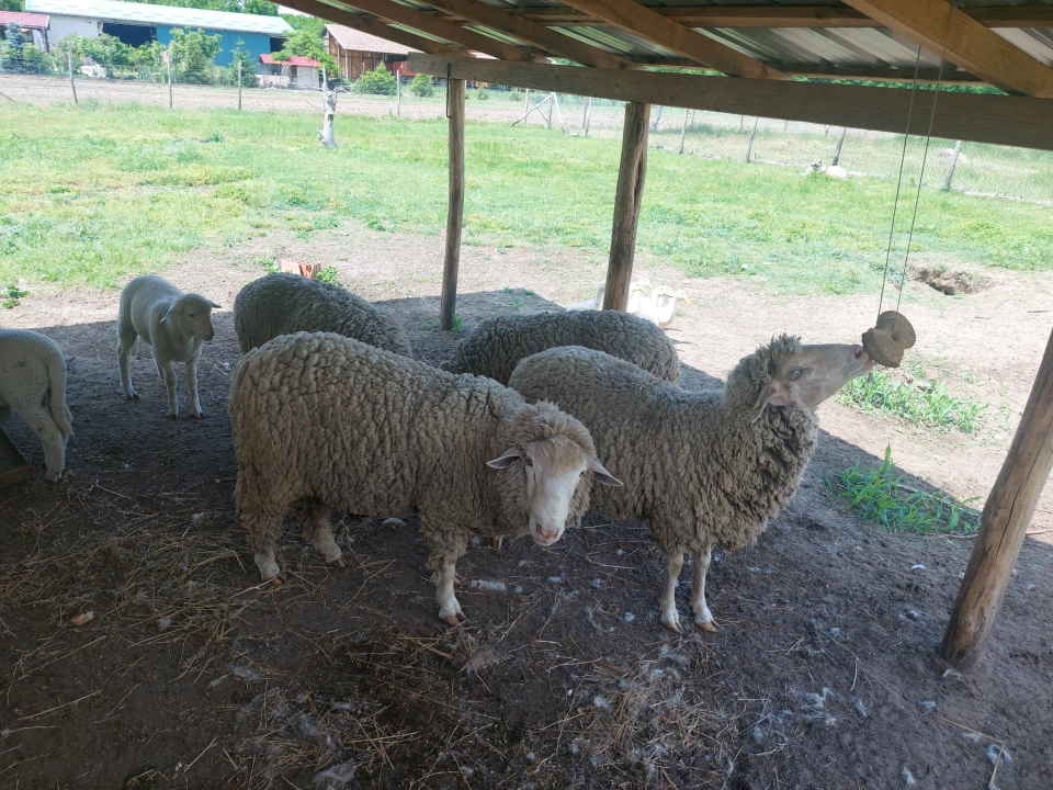 Prodajem 3 ovce,  ovna i zensko jagnje 