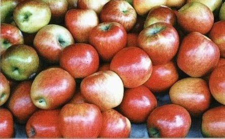 Tehnologija čuvanja nekih vrsta voća - jabuka