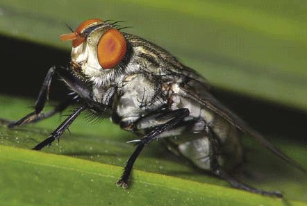 Kontrolišite mušice, pre nego što one počnu da kontrolišu stado