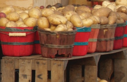 Krompir čuva pravilno
