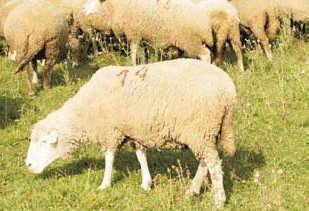 Mis ovca: Prva srpska mesnata rasa