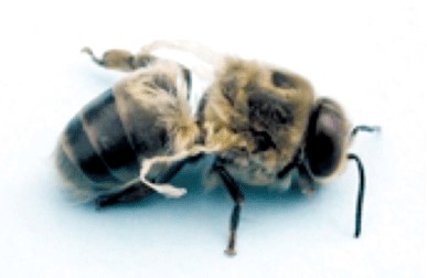 Kako pčelarska praksa utiče na populaciju varoe