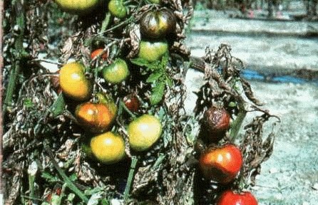 Plamenjača paradajza (Phytophthora infestans)