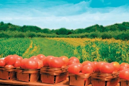 Kalemljenje paprike i paradajza