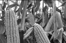 Preporuka NS hibrida kukuruza za setvu