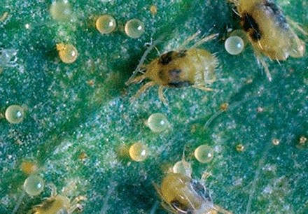 Suzbijanje baštenske grinje selektivnim akaricidima na paprici u plastenicima
